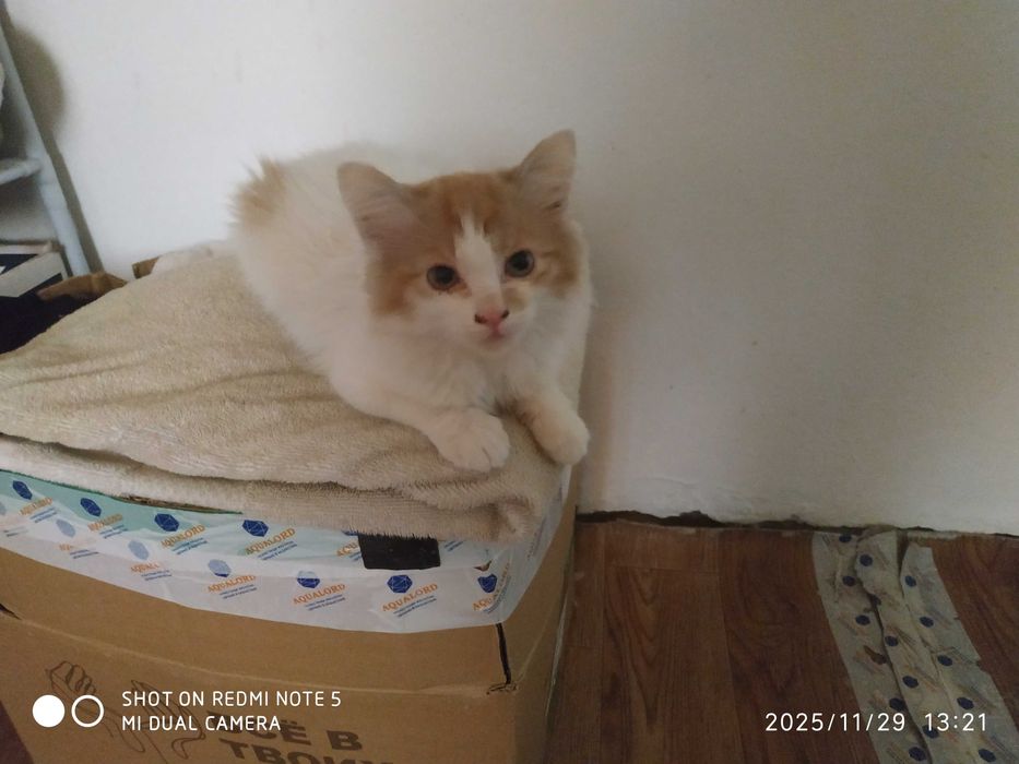 Отдам котят бесплатно