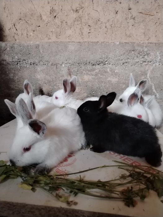 Quyon bolalari sotiladi