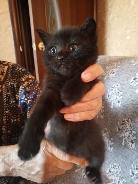 Отдам котят в добрые руки