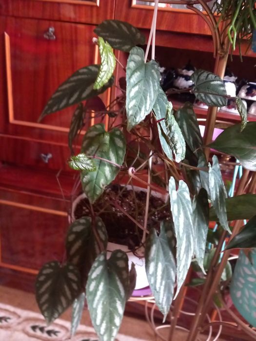 Энг сара гуллар бизда