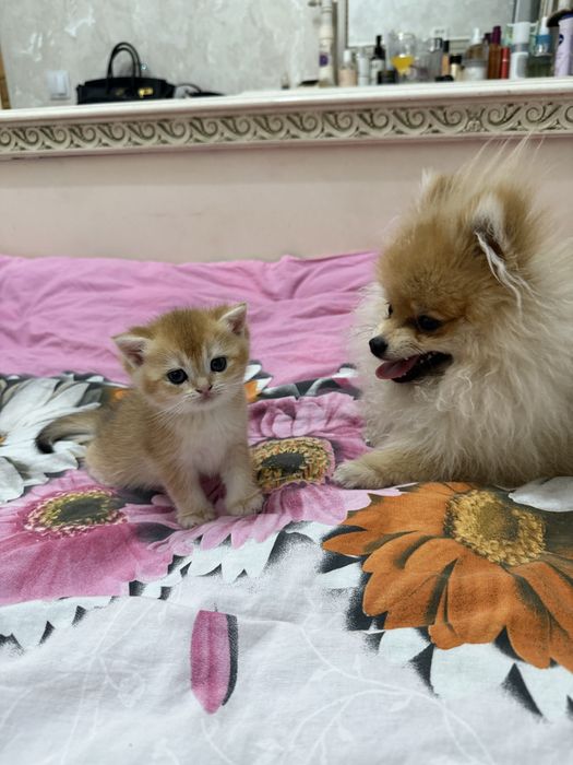 продаются котята шиншилы