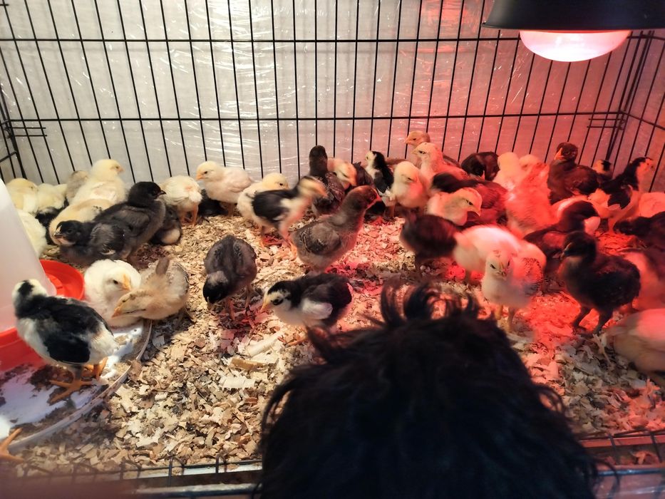 Pui zburați de casă