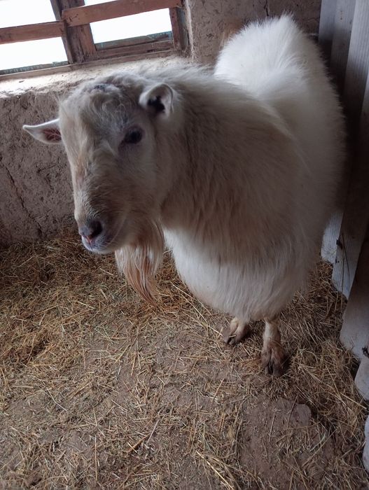 Казёл казёл ешки