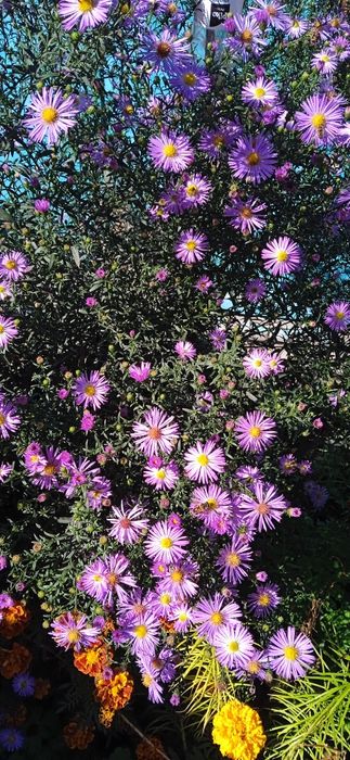 Продам цветы и саженцы.