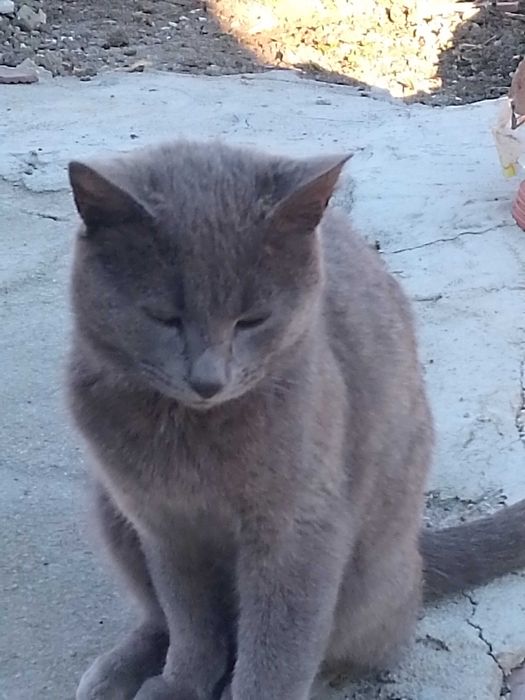 Котка британска сива