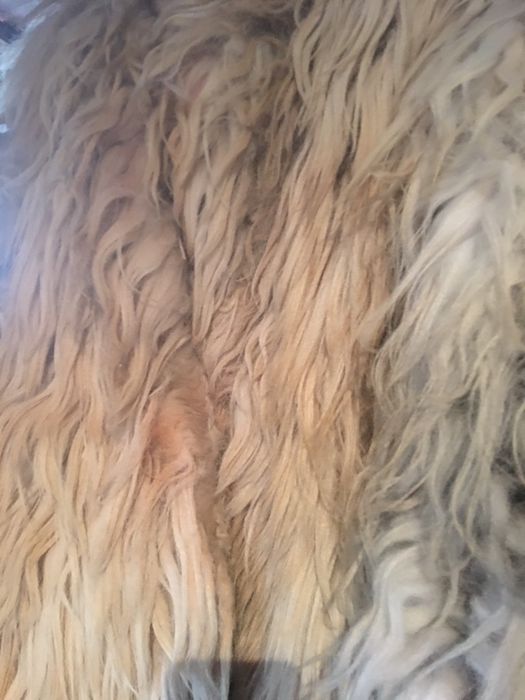 Cojoc cojoace suman bitusa bunda