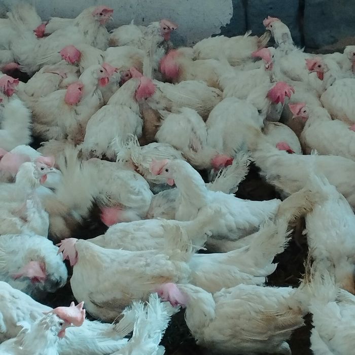 куры  курицы курица
