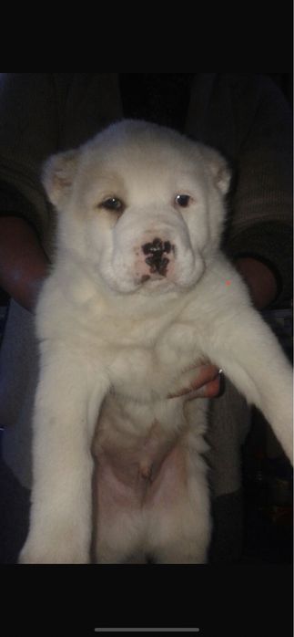 Алабай ждёт невесту