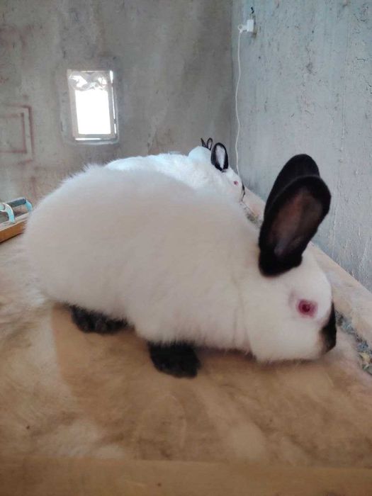 Kaliforniya quyonlari sotiladi