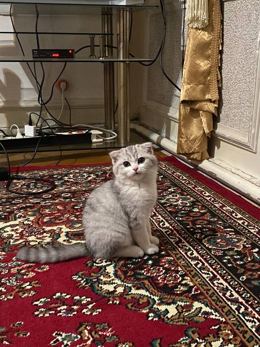 Серебристый шиншилла