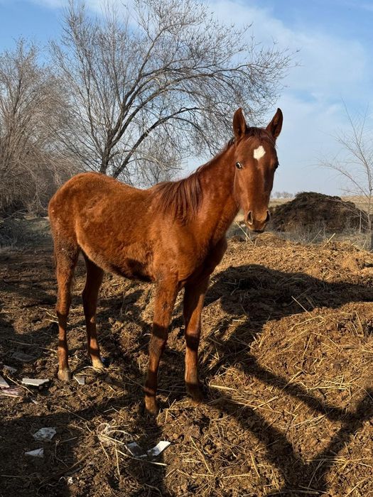 Тай ұрғашы тай 2