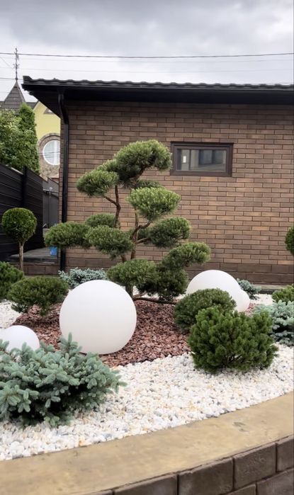 Plante ornamentale Ploiesti • OLX.ro