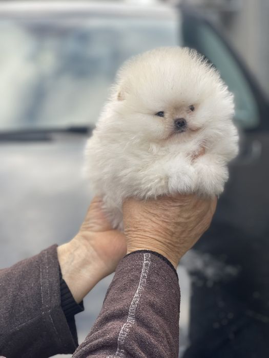 Мини Померанчета