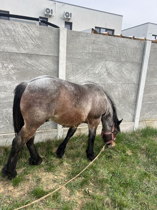 Vand manz semi greu cu influenta belgiana