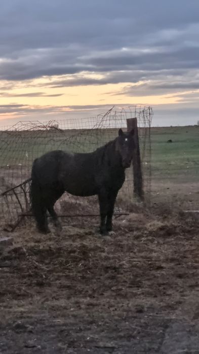 Айғыр сатылады..