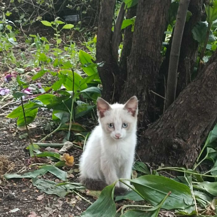 Котята разных окрасов