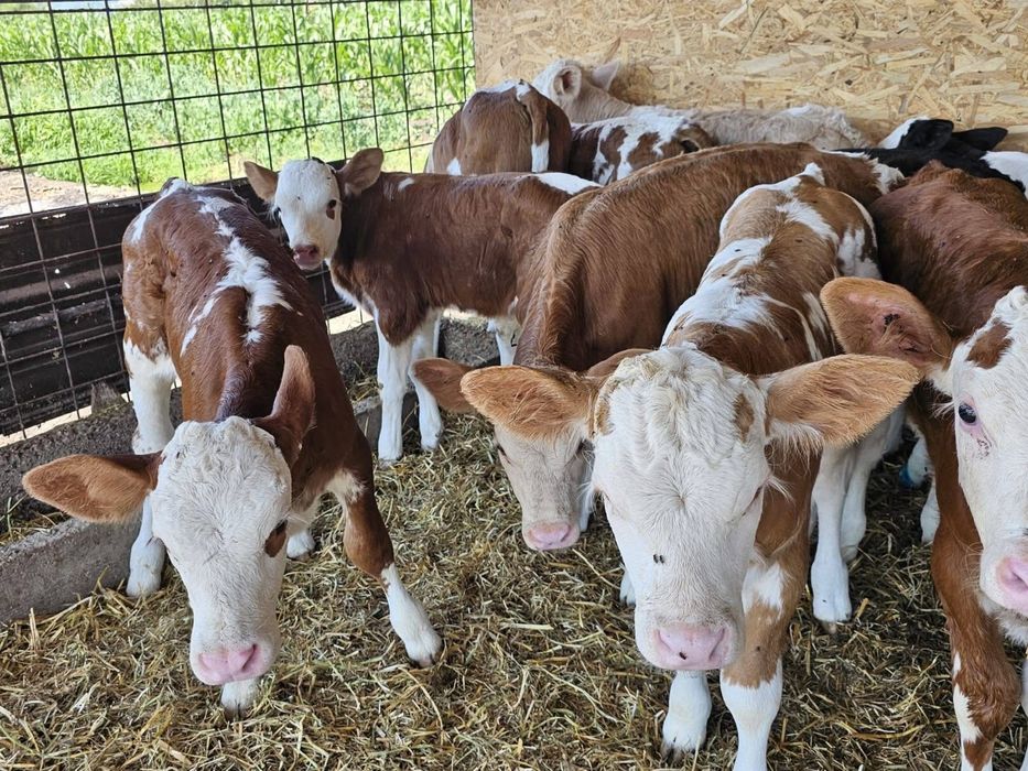 Viței de rasă – livrare în toată România
