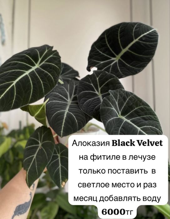 Комнатные растения