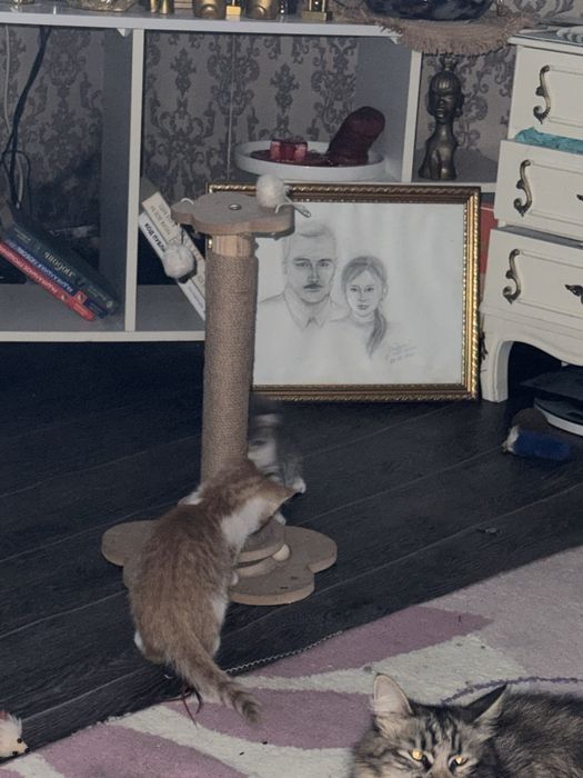 Котята девочки бесплатно