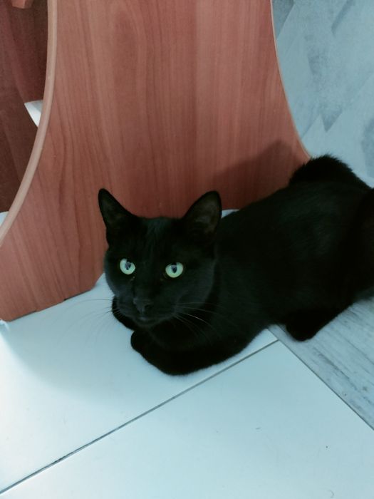Супер красивого кота отдам.
