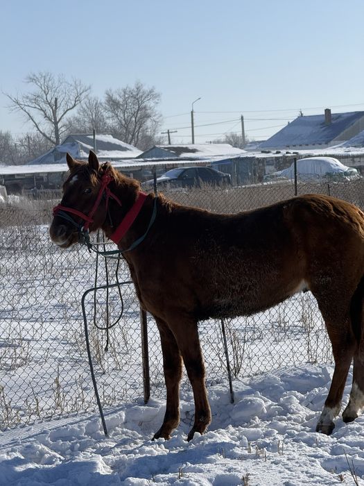 дөнен сатылады.