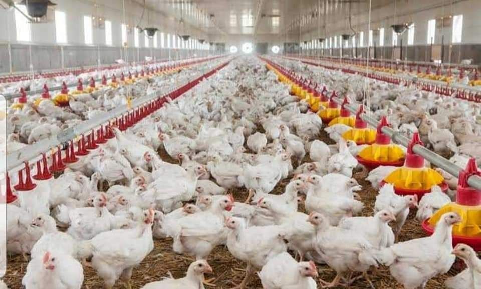 Pui zburați de carne