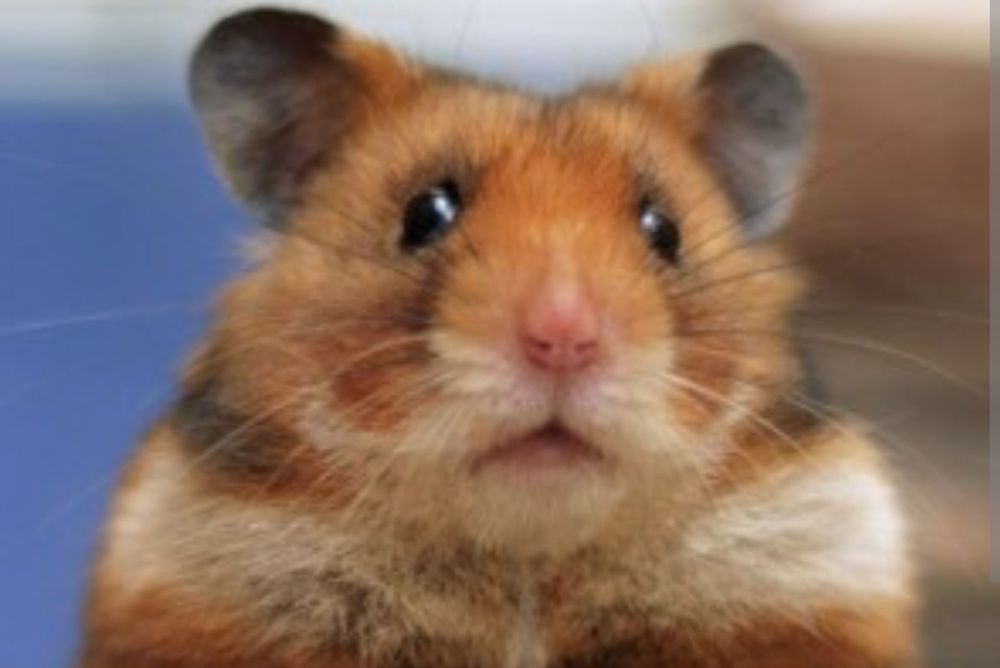 Продаются Хомячки