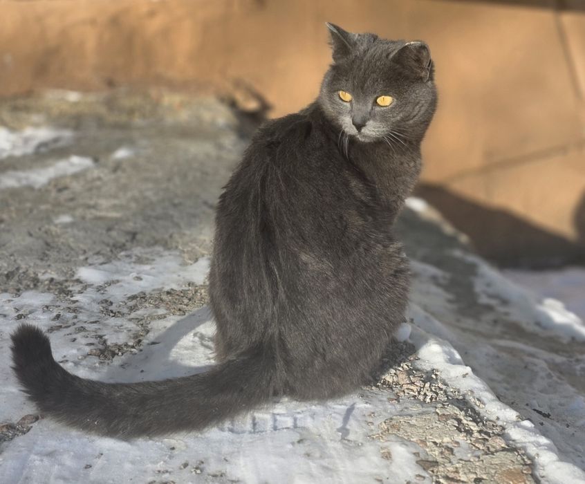 Отдам в добрые руки молодую кошечку