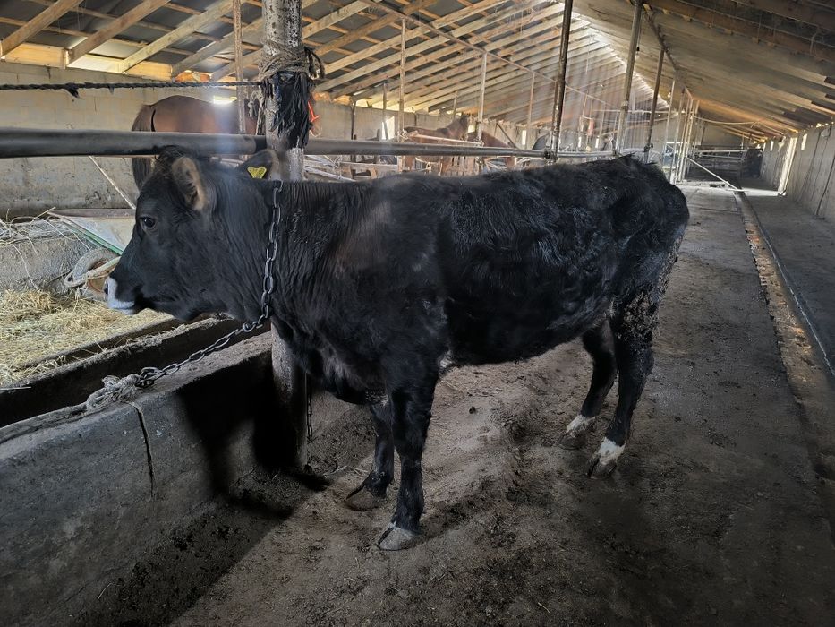 Құнажын, семіз, откорм, таза, ет, мясо телка соғым