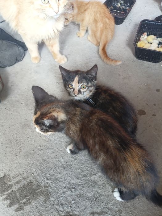 Котята бесплатно.