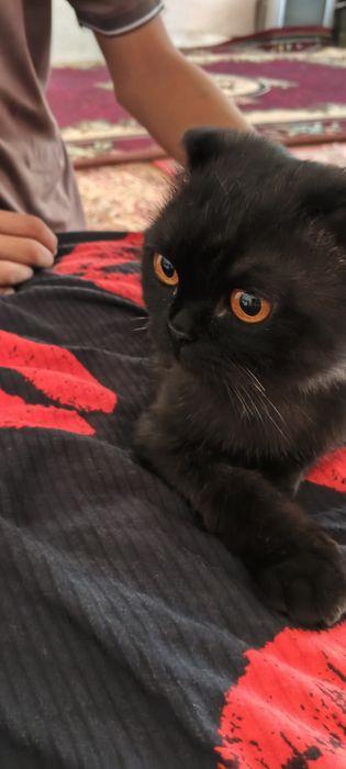 Scottish fold ôğil bola tozasi 1 yosh