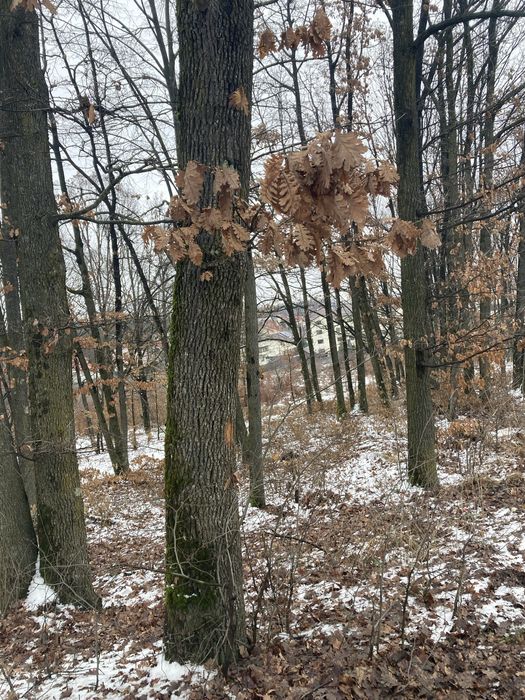 Vanzare lemne de foc pe fir