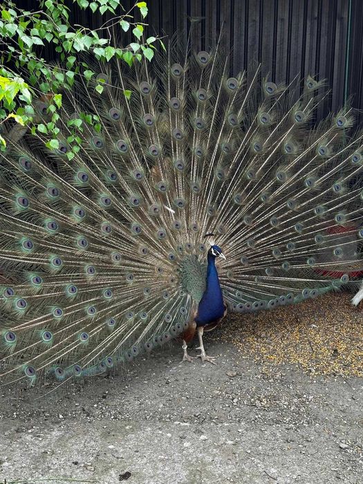 Vând Pauni Maturi si Tineri