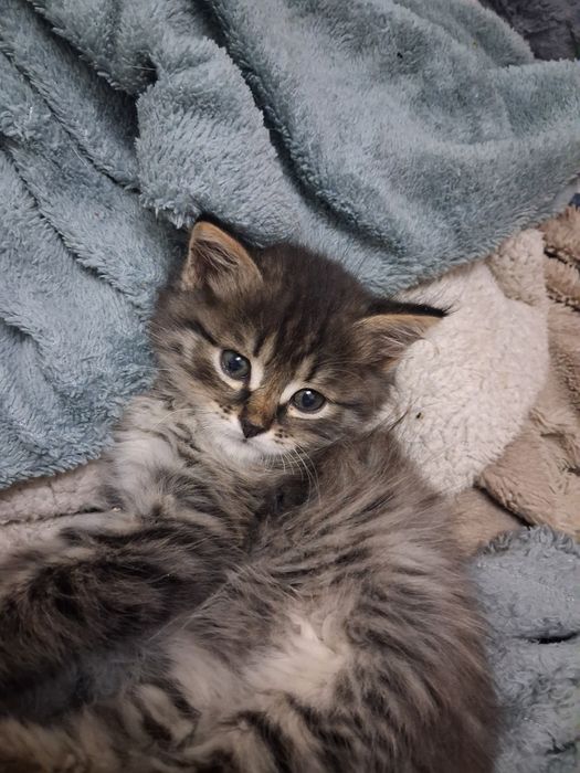 Котенок необыкновенный)