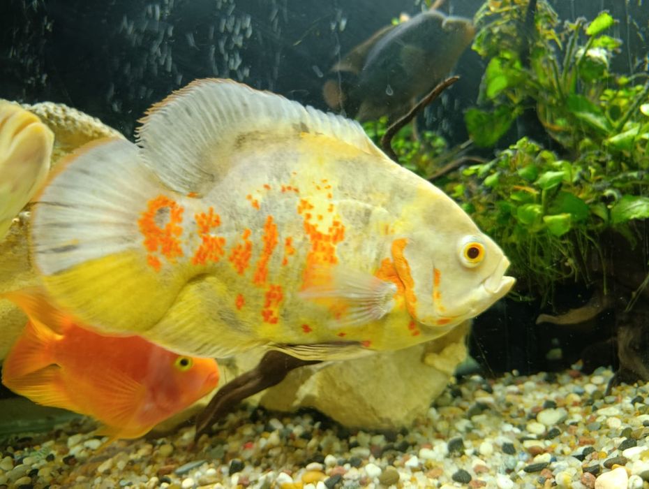 Продам Астронотусов