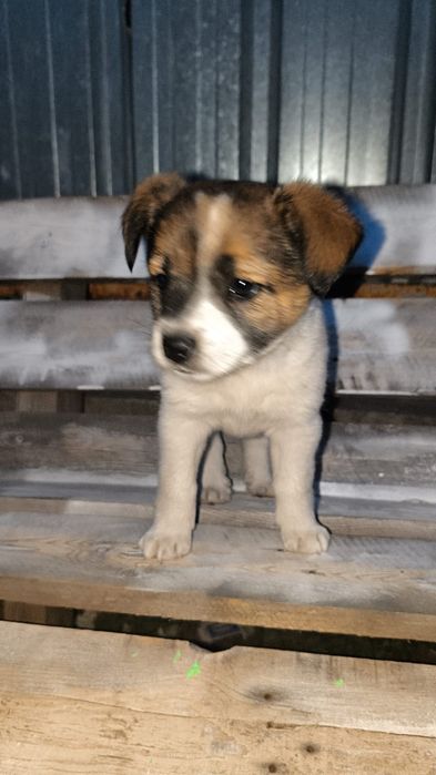 Отдам даром срочно