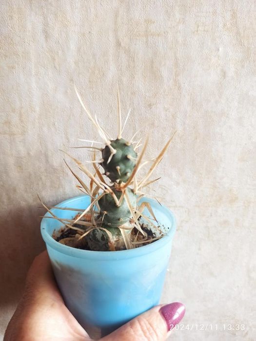 Продаются кактусы