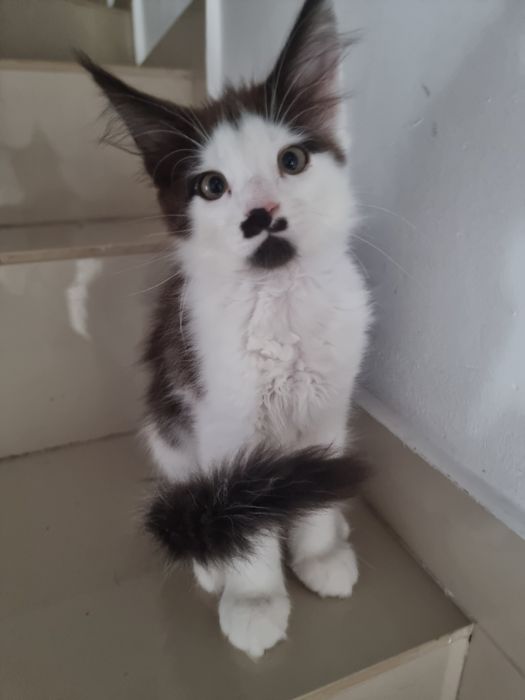 Pui rasa Main coon