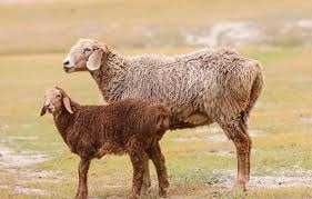 Bolali qo'y sotiladi