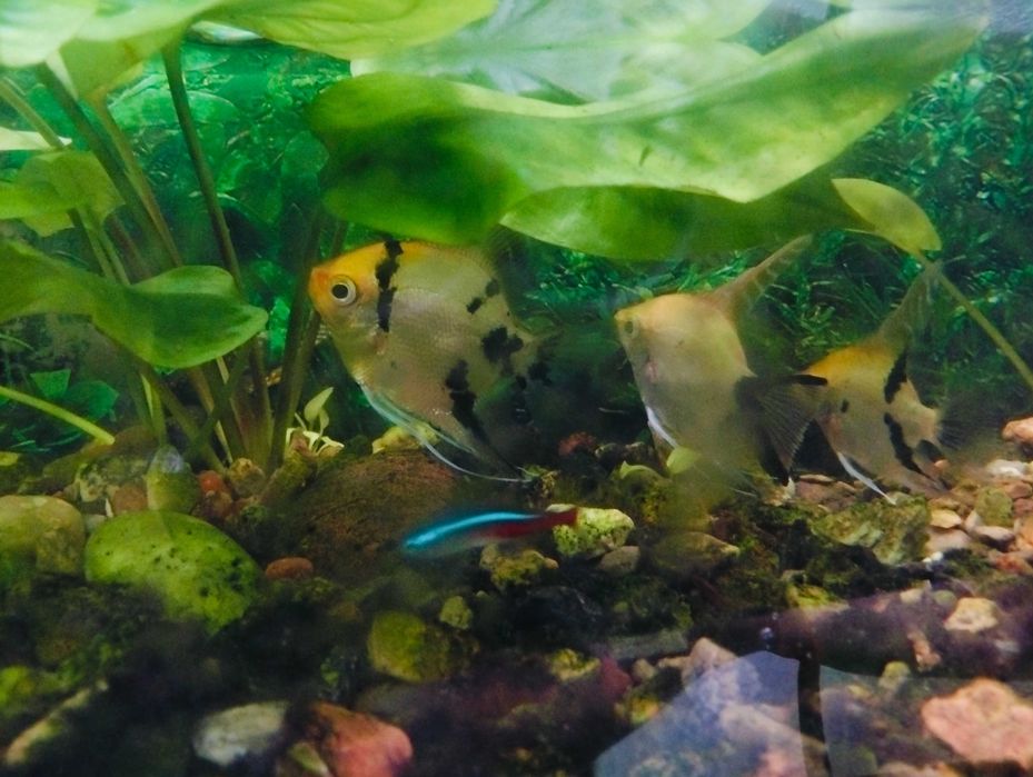 Продам аквариум с рыбками