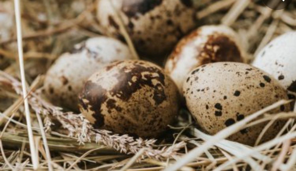 Бедана, Перепела, жужаси, тухуми