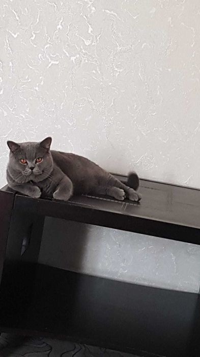 Котенок скотиш страйт