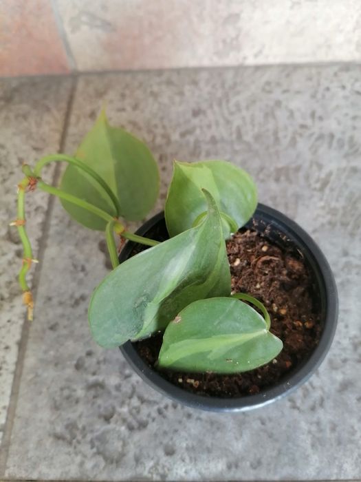 Цветя за продажба