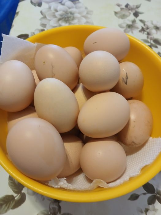 Oua  de Faverolles  Somon și Wyandotte  Argintiu u