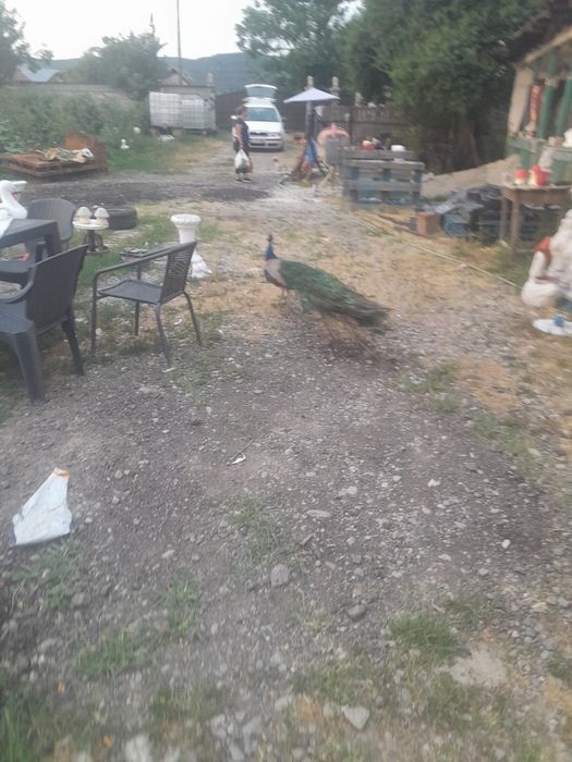 Vând păun comun matur