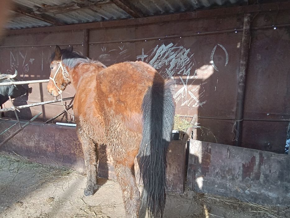 Байтал сатылады 3 жасар