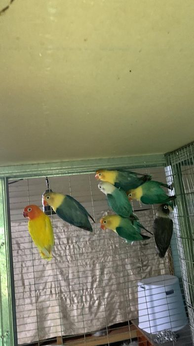 Попугаи разных видов