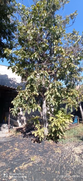 Продам дачу в Городе Алматы! Не пригород!