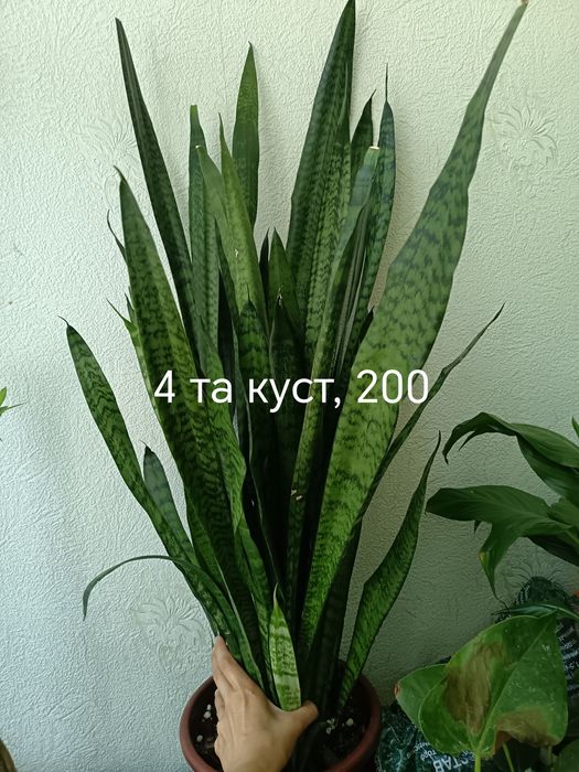 Бошка эьлонларимниям куринг