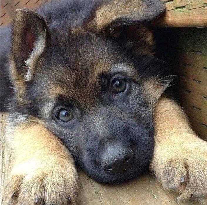 Шенки немецких овчарок,